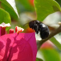 Carpenter bee