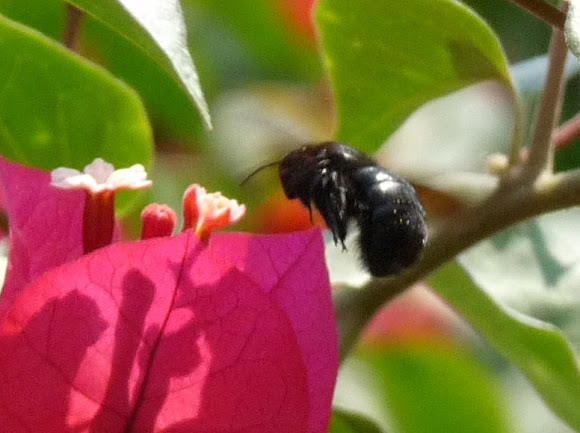 Spotting Image 1