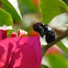 Carpenter bee