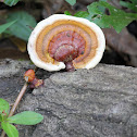 reishi mushroom