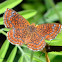 Swamp Metalmark