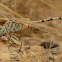 Dragonfly.