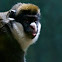 Lesser Spot-nosed Guenon