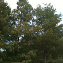 Bald Cypress