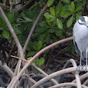 Yellow-crowned Night Heron