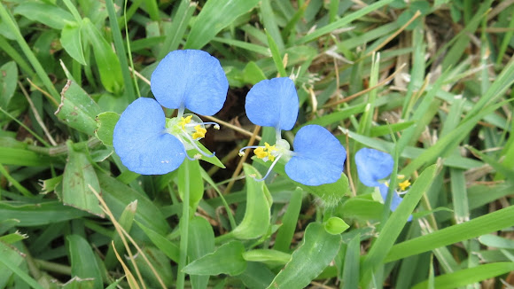 Spotting Image 1