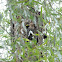 Gila woodpecker