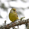 European Greenfinch