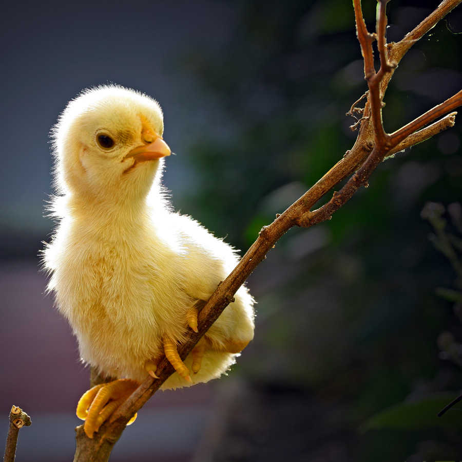 chick #2 by Teguh Santosa - Animals Birds