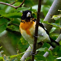 Hybrid Black-headed X Rose-breasted Grosbeak