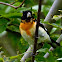 Hybrid Black-headed X Rose-breasted Grosbeak