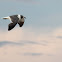 Laughing Gull