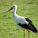 White stork