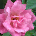 Old Blush      1752