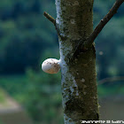 Birch Polypore
