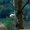 Birch Polypore