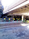 DTC Parking Flowers