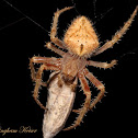 Orb Weaver