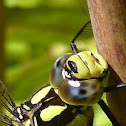 Blue Hawker/Southern Hawker
