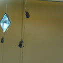 Blue Banded Bee