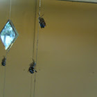 Blue Banded Bee