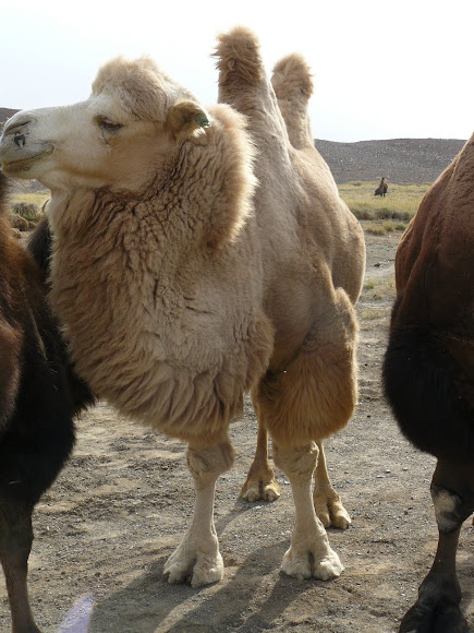 White Bactrian Camel | Project Noah