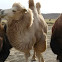 White Bactrian Camel