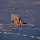 Arctic Wildlife