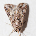 Yellow-striped Armyworm Moth