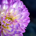 Dahlia
