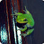 American green tree frog