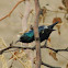 Purple Sunbird