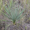 Yucca