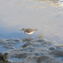 Western Sandpiper
