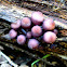 Mycena clarkeana