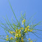 Jerusalem Thorn