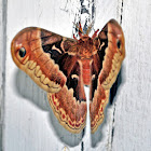 Promethea Silkmoth