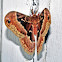 Promethea Silkmoth