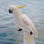 Sulphur-crested cockatoo