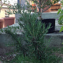 Rosemary plant