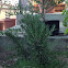 Rosemary plant