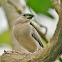 Young Java Sparrow