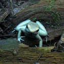 Golden Poison Frog
