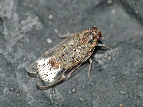 Spotting Image 1