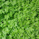 Water leaf