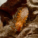 Assassin bug