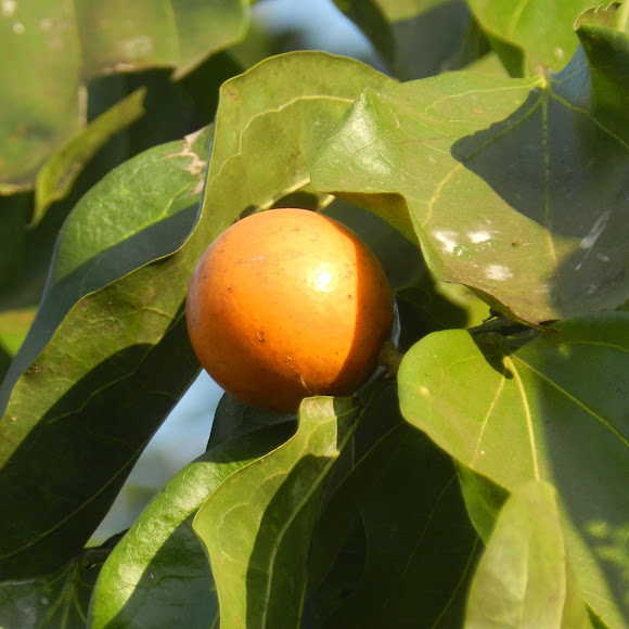 The strychnine tree Project Noah