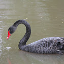 Black Swan