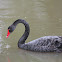Black Swan