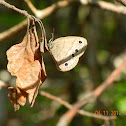 Little wood satyr